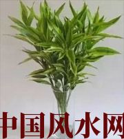 船营十二生肖养什么植物最旺财运？你知道吗！